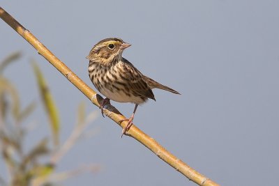 Savannah Sparrow28.jpg