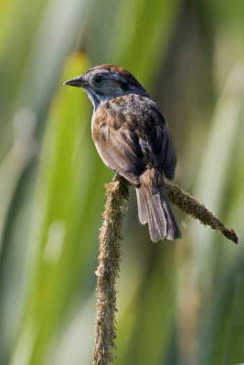 Swamp Sparrow-8.jpg
