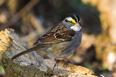 White Throated 1.jpg