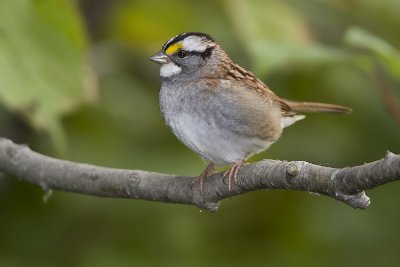 White Throated Sparrow 23.jpg