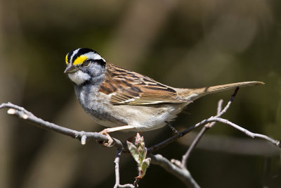 ::WHITE THROATED SPARROW::