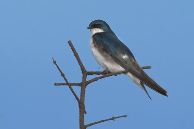 Tree Swallow19.jpg