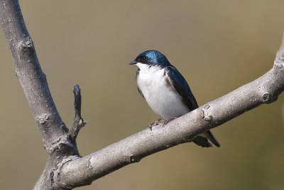 Tree Swallow11.jpg