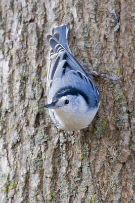 White Breasted Nuthatch1.jpg