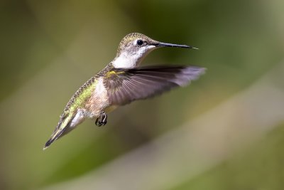 Ruby Throated Hummingbird8.jpg