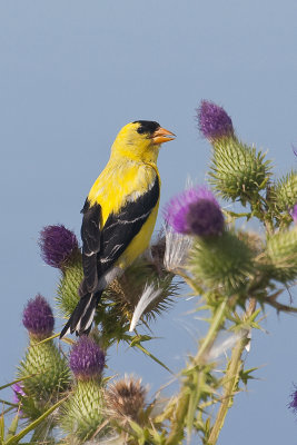 North American Goldfinch1.jpg