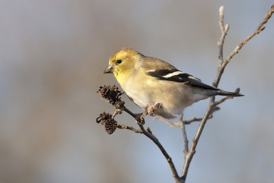 North American Goldfinch012.jpg