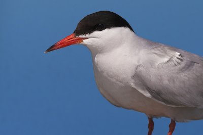 Common Tern-18.jpg