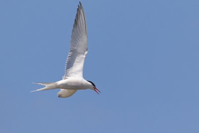 Common Tern-3.jpg