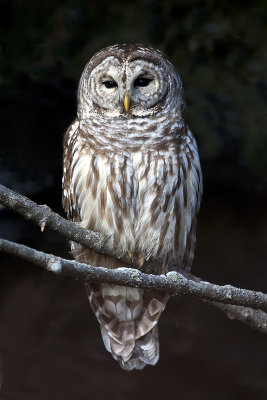 Barred Owl153.jpg