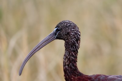 Glossy Ibis-25.jpg