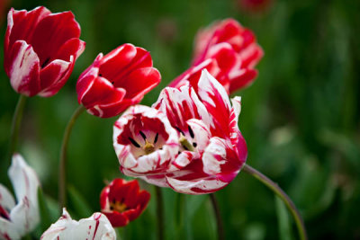 Tulips Dancing with the wind