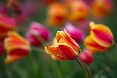 Tulip's Dancing with the wind