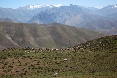 Cattle in Central Elburz Mountains