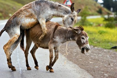 Donkey Affair