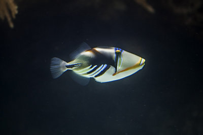  Picasso Triggerfish (Rhinecanthus Aculeatus)