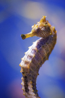 Pacific Sea Horse (Hippocampus Ingens)