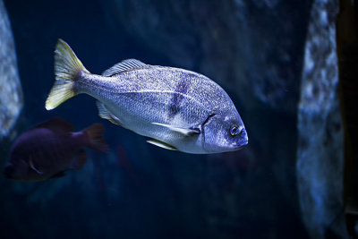 Blue Rockfish 