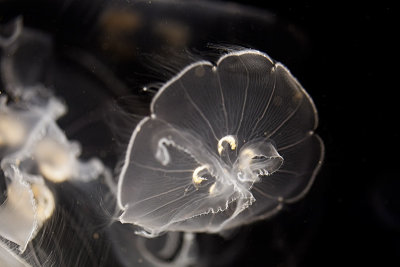 Moon Jelly (Aurelia Aurita)