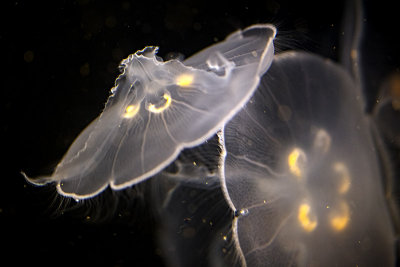 Moon Jelly (Aurelia Aurita)