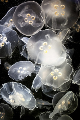 Moon Jelly (Aurelia Aurita)