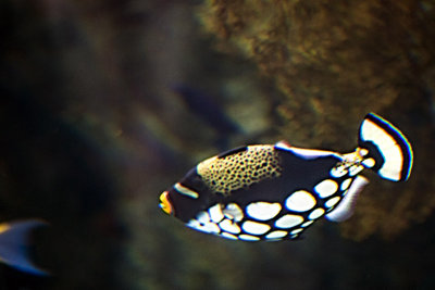Clown Triggerfish (Balistoides Conspicillum)