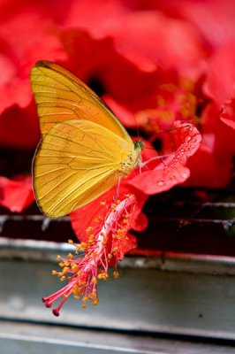 Butterfly on Hibiscus