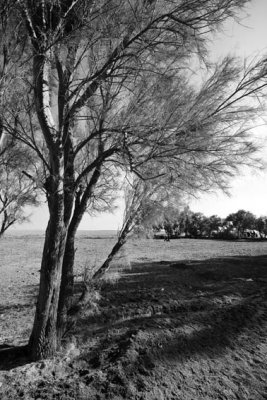 A Tree in Desert