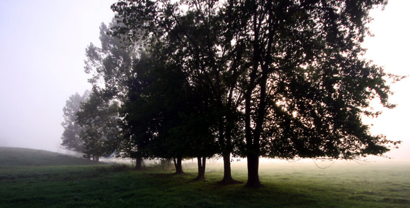 cattle trees