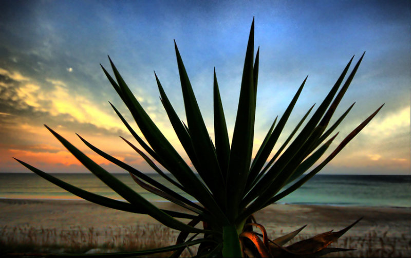 yucca star