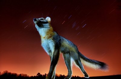 fox tale