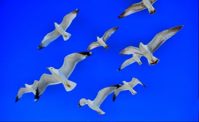 gulls in blue