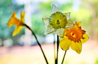 first daffs