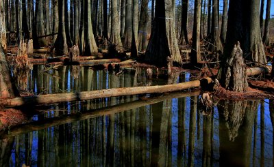 beaver pond