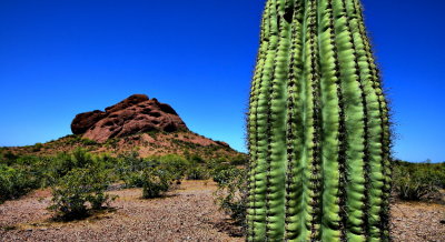 cactus hill