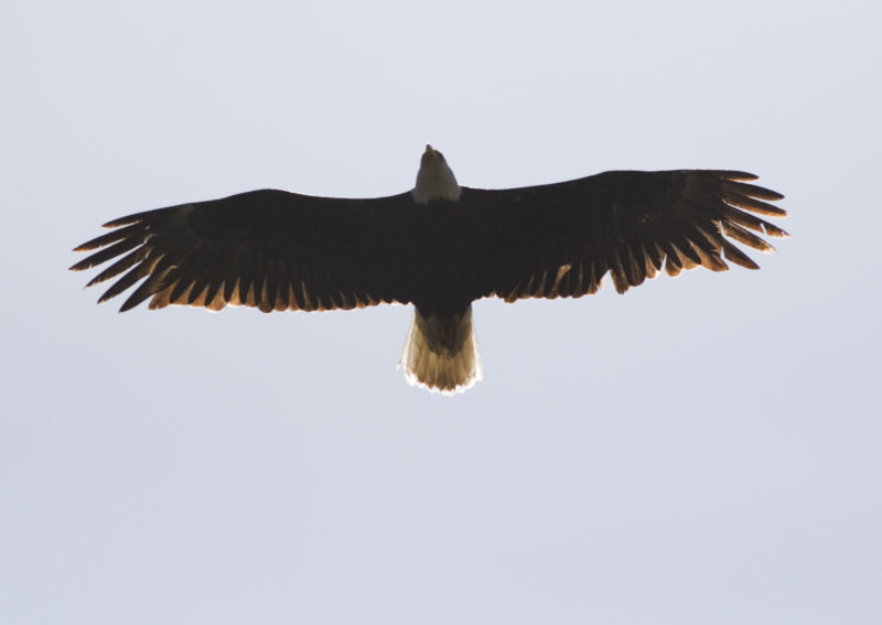 Bald Eagle Overhead