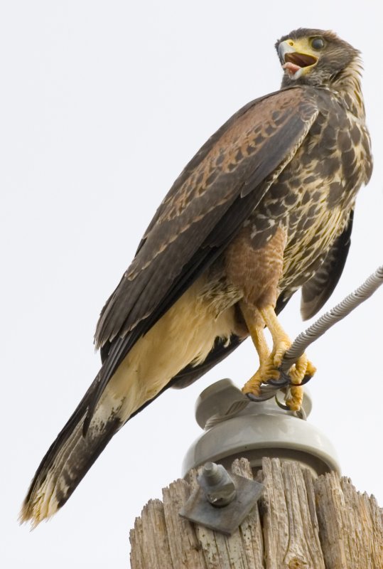 Panting Hawk