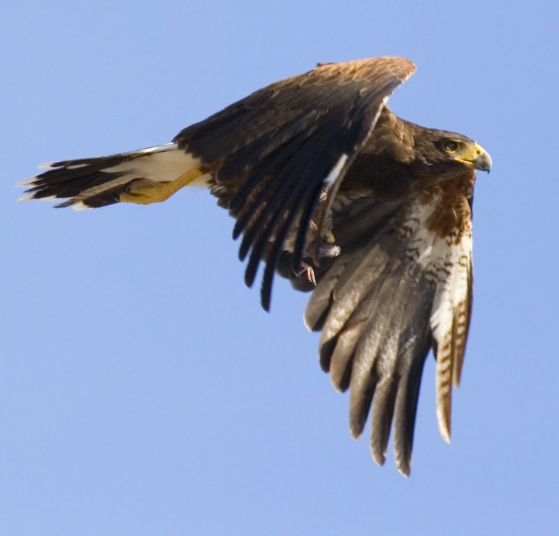 Dove In Talons