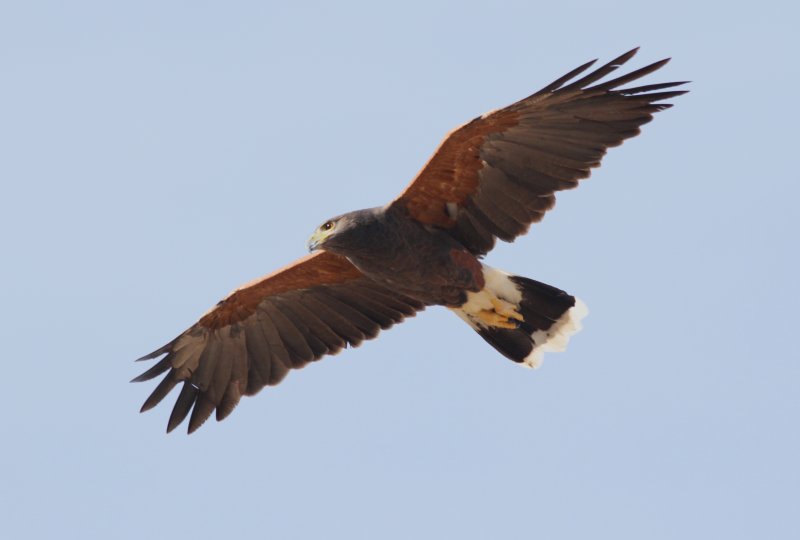 7D Hawk
