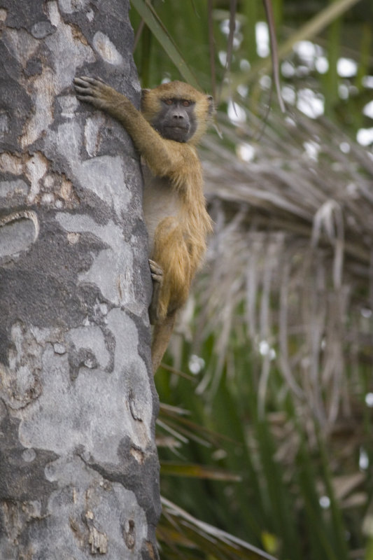 Climber