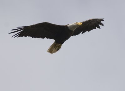 Woods Canyon Eagle