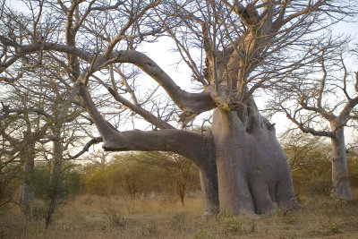 Elephant Baobab