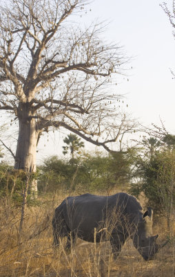 Rhino and Baobab Tree
