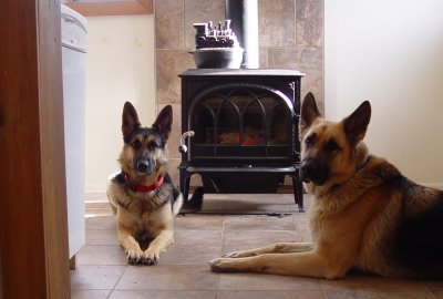 Charlie & Schatzi (German Shepherd Dogs)