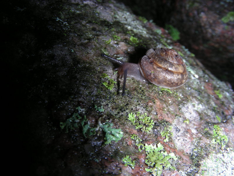 Snail B Trillium Woods Kanata 28 September 2008 031 4.jpg