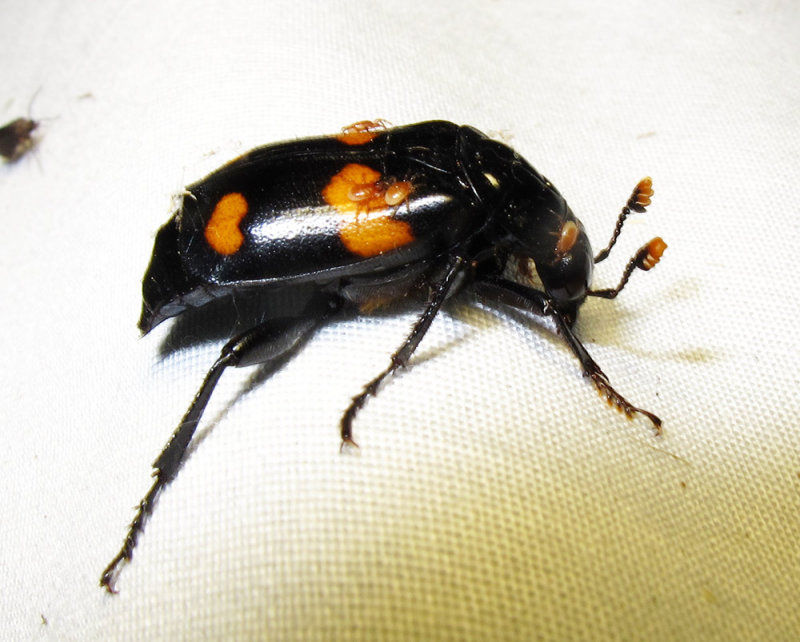 Nicrophorus orbicollis with Poecilochirus (?) mites - view 3