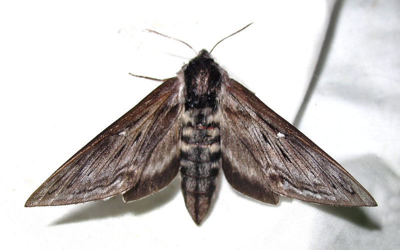 Sphinx poecila - 7810.1 - Northern Apple Sphinx - view 1