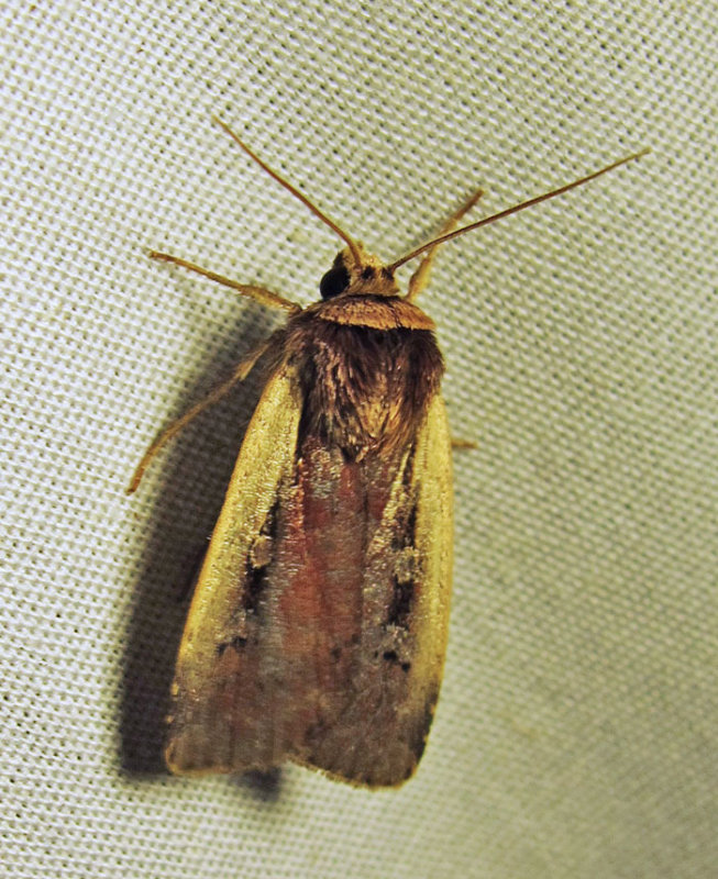 Ochropleura implecta - 10891 - Flame-shoulder