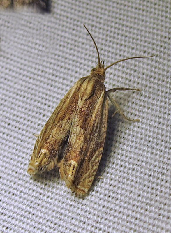 Phaneta formosana - 2916 - Beautiful Phaneta Moth