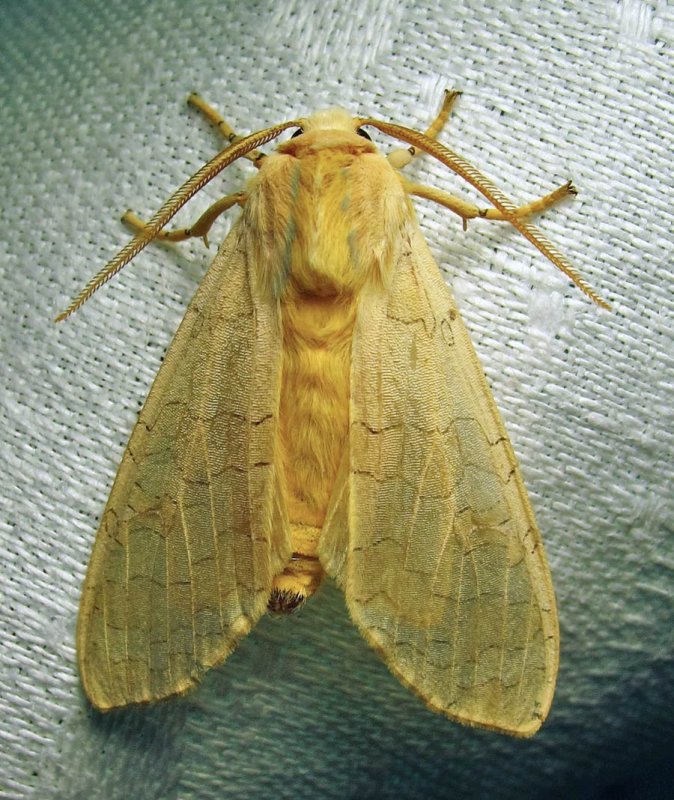 Halysidota tessellaris - 8203 - Banded Tussock Moth
